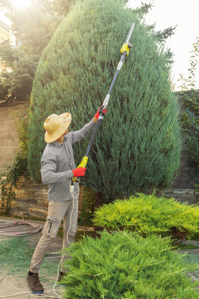 Best Fruit Tree Pruning  in New Pek, IN